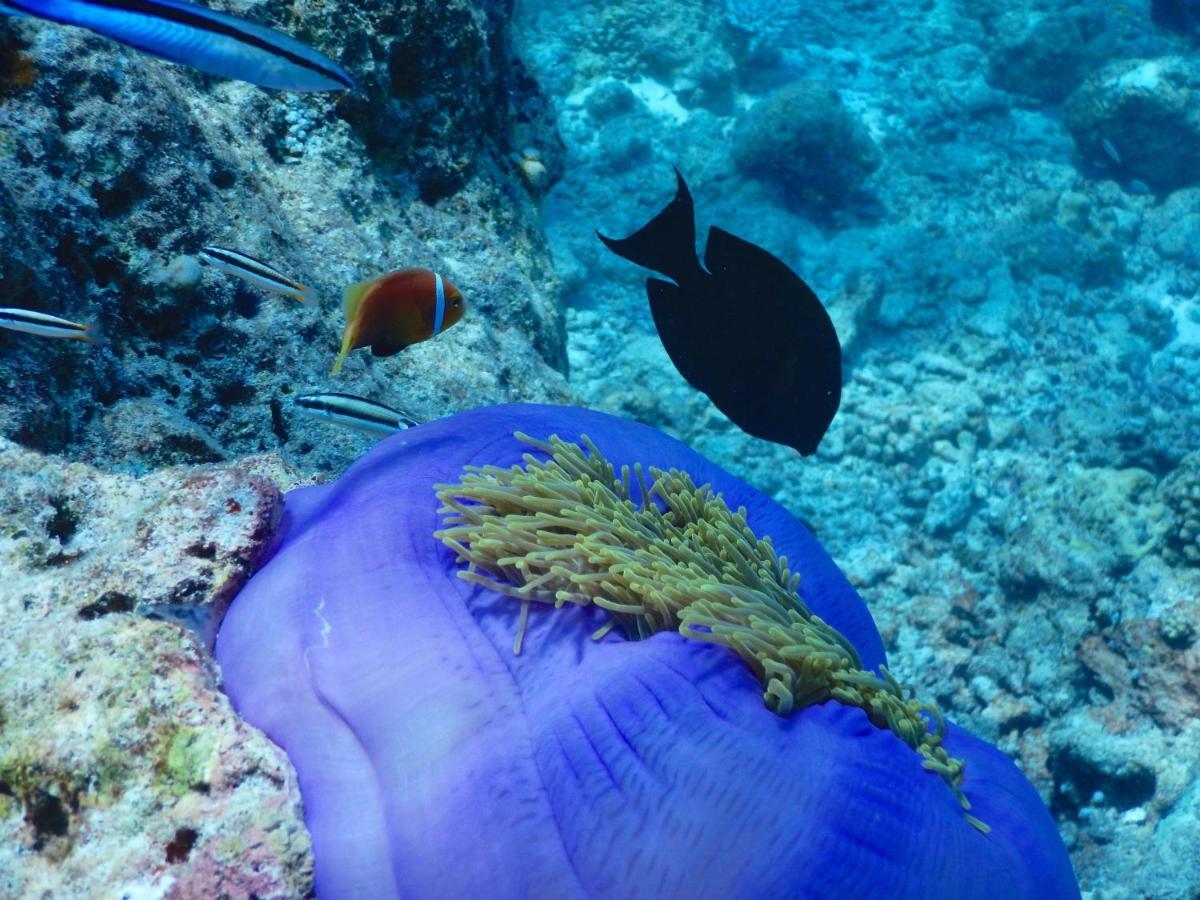 Dhigurah Beach Inn Kültér fotó